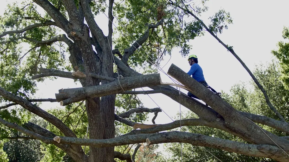 Professional Crown Thinning performed by certified arborists in Rothbury