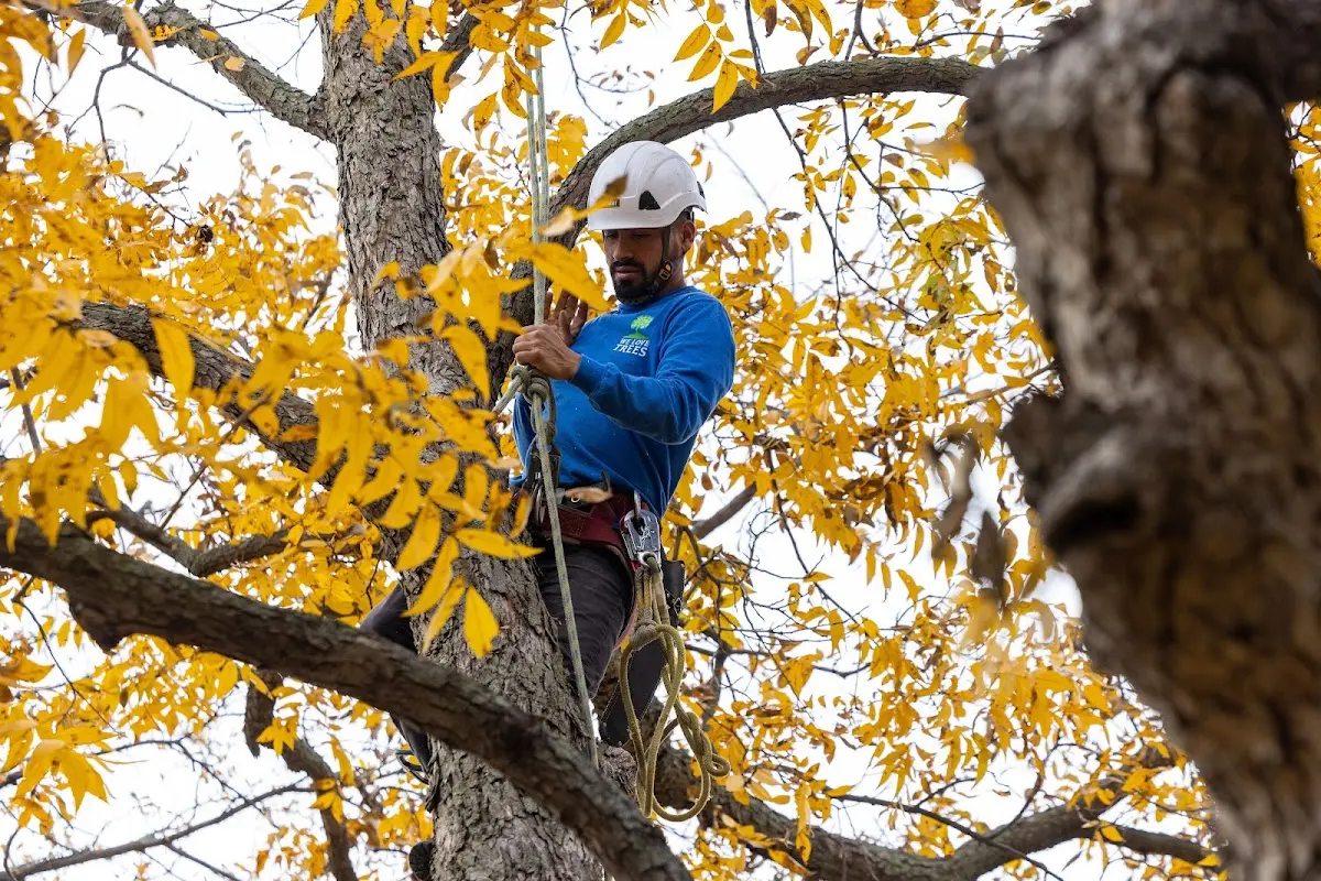 Skilled Tree Transplanting crew working in Rothbury